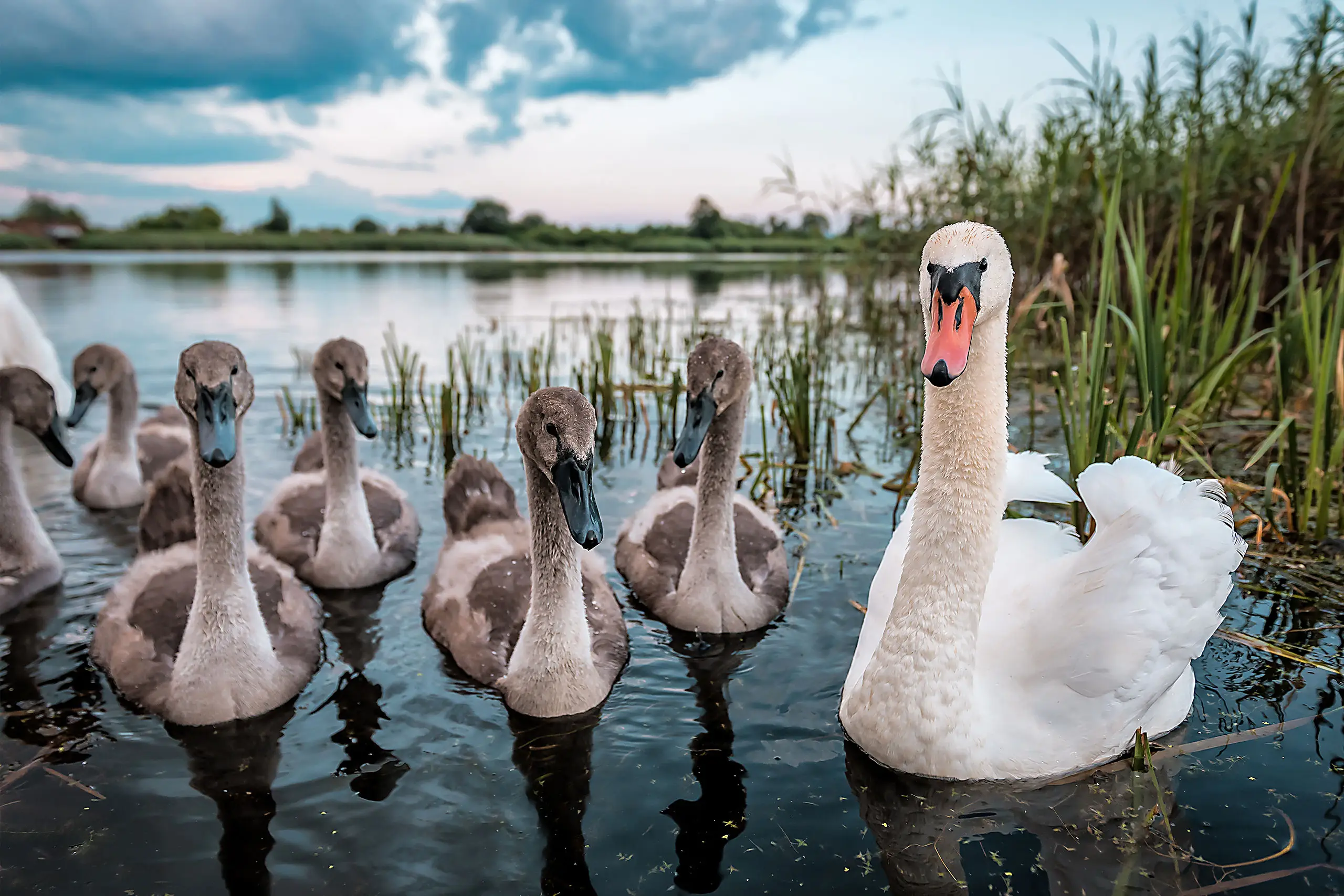Naturschutzgebiet Brooksee nur 500m vom Herrenhaus Brookhusen mit Ferienwohnungen entfernt